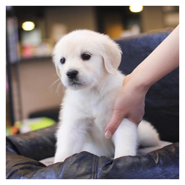 골든리트리버 분양