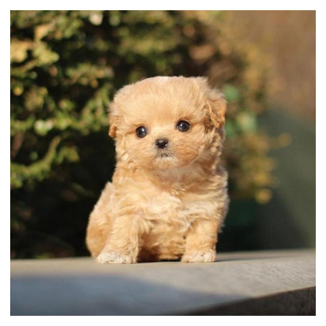 말티푸분양(전문)