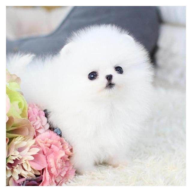 포메라니안 분양(전문)